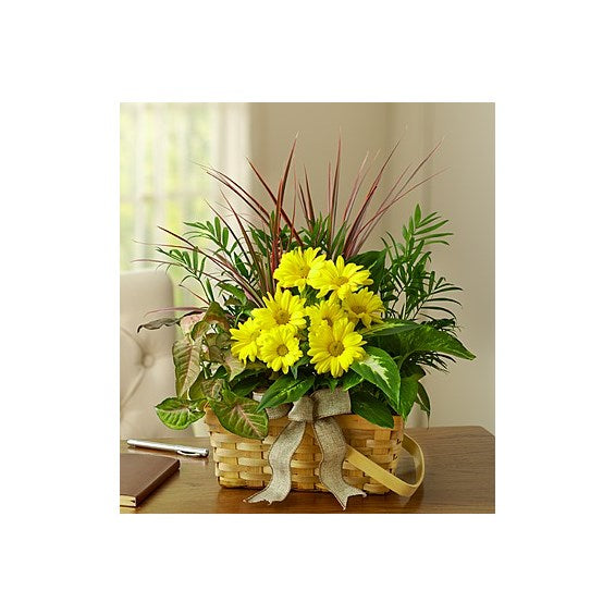 Dish Garden With Fresh Cut Flowers