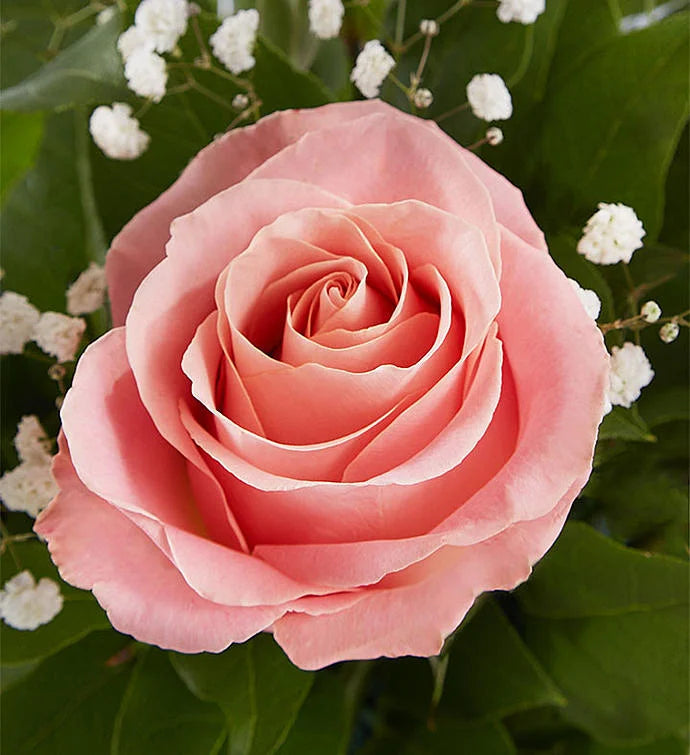 Premium Long Stem Pink Roses