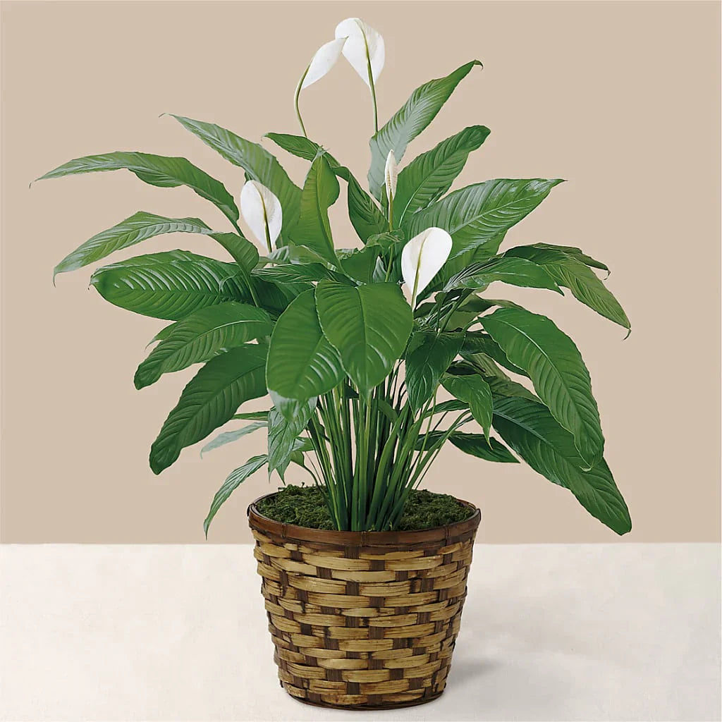Plants