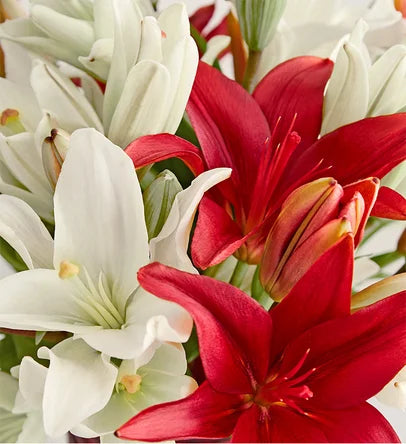 Holiday Lilies in Red Vase and Chocolates
